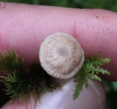 Paragymnopus perforans