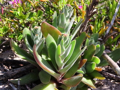 Crassula tomentosa