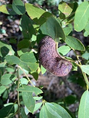 Heteroecus pacificus