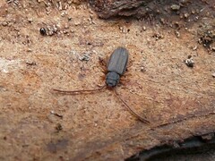 Uleiota planata