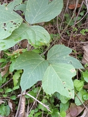 Pueraria montana