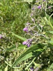 Symphytum × uplandicum