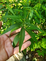 Amsonia tabernaemontana