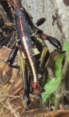 Sphenarium purpurascens