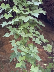 Pueraria montana