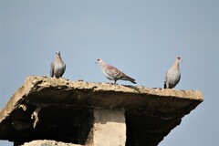 Columba guinea