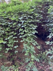 Pueraria montana