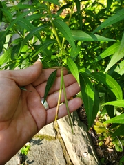 Amsonia tabernaemontana