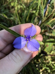 Tradescantia ohiensis