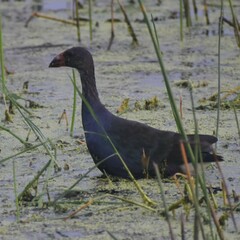 Porphyrio poliocephalus