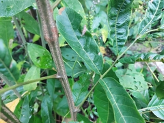 Cupania