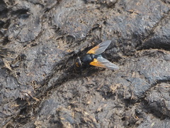 Mesembrina meridiana