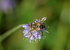 Eristalis horticola