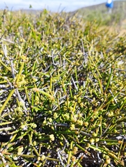 Ephedra chilensis