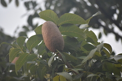 Swietenia macrophylla