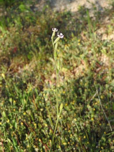 Silene nocturna iNat (2)