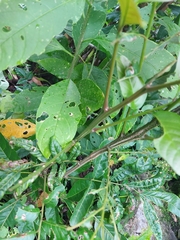 Cupania