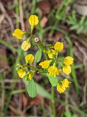 Melilotus officinalis