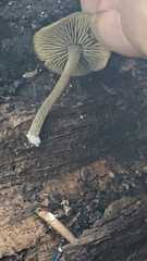 Simocybe