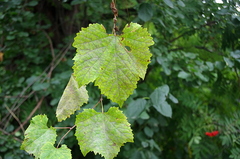 Vitis vulpina