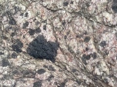 Hyperphyscia adglutinata