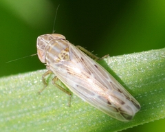 Psammotettix alienus
