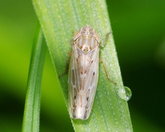 Psammotettix alienus