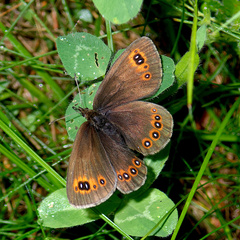 Erebia triarius