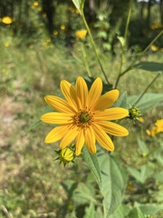 Helianthus tuberosus