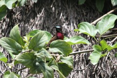 Chalcomitra senegalensis