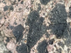 Hyperphyscia adglutinata