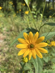 Helianthus tuberosus