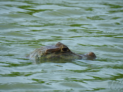 Caiman crocodilus fuscus
