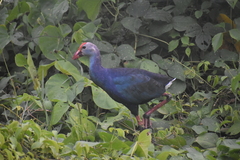 Porphyrio poliocephalus