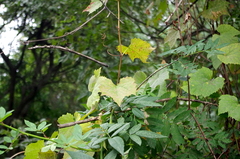 Vitis vulpina