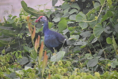 Porphyrio poliocephalus