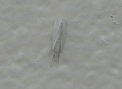 Antaeotricha albulella