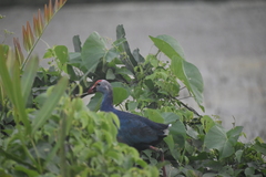 Porphyrio poliocephalus