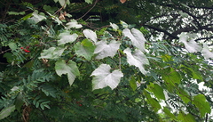 Vitis vulpina