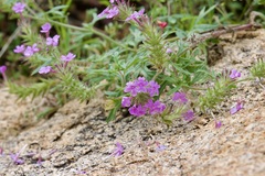 Glandularia chiricahensis