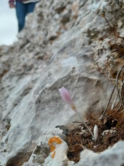 Colchicum pusillum