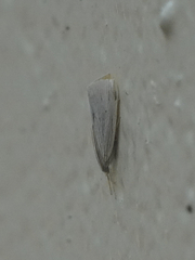 Antaeotricha albulella