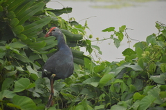 Porphyrio poliocephalus