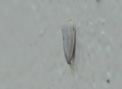Antaeotricha albulella