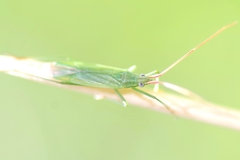 Trigonotylus caelestialium