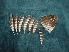 Glaucidium passerinum