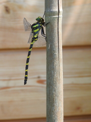 Cordulegaster bidentata