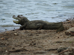 Caiman crocodilus fuscus