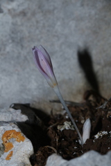 Colchicum pusillum