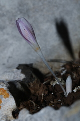 Colchicum pusillum
